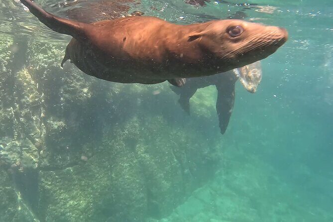Most Popular Tour in La Paz Isla Espíritu Santo and Sea Lions - An In-Depth Look at the Experience