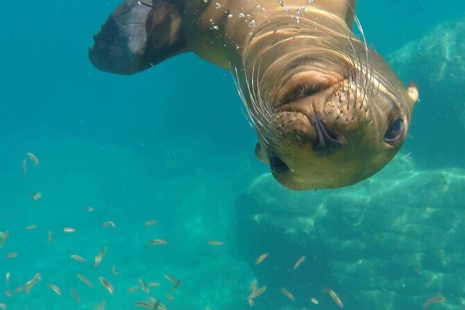 Most Popular Tour in La Paz Isla Espíritu Santo and Sea Lions - FAQs