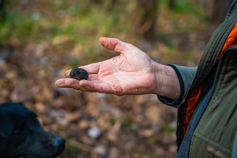 Motovun: Truffle Hunt & 3-Course Brunch with Locals - Who Is This Tour Best For?