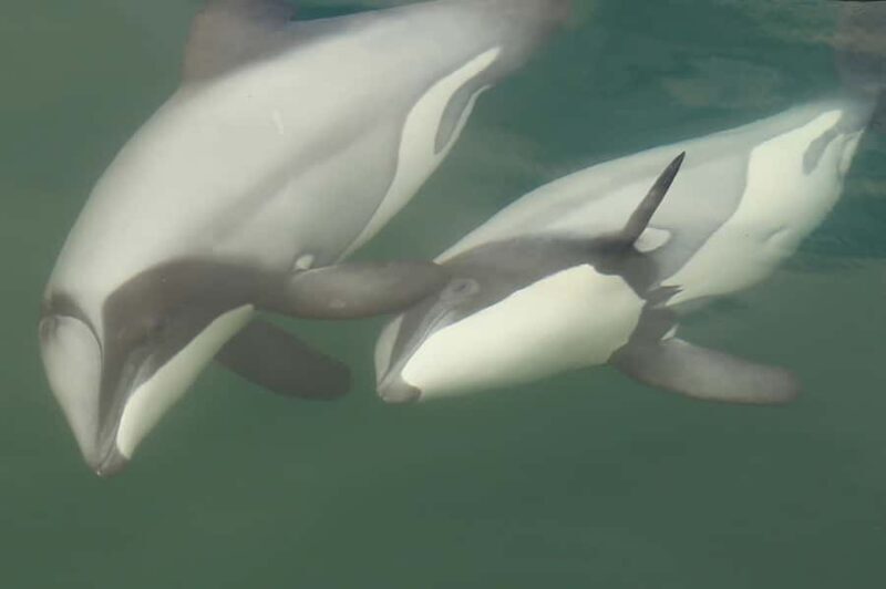 Motuara Island Sanctuary: Wildlife & Dolphin Watching Tour - Key Points