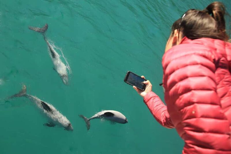 Motuara Island Sanctuary: Wildlife & Dolphin Watching Tour - Practical Details & Tips