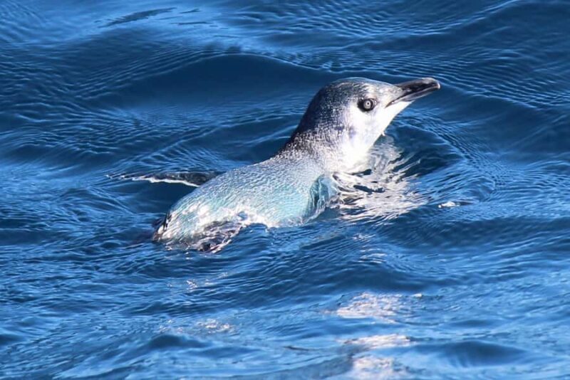 Motuara Island Sanctuary: Wildlife & Dolphin Watching Tour - The Sum Up