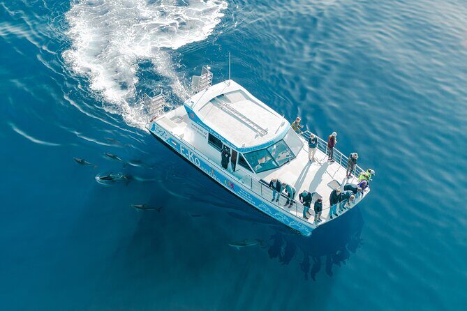 Motuara Wildlife Sanctuary Tour and Dolphin Cruise from Picton - Key Points
