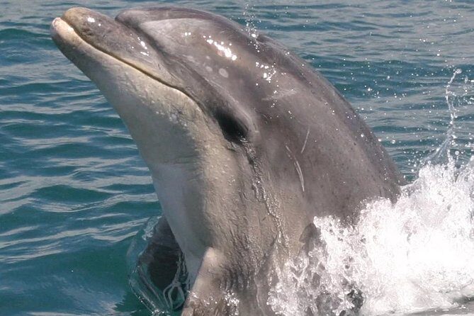 Motuara Wildlife Sanctuary Tour and Dolphin Cruise from Picton - The Value of the Tour