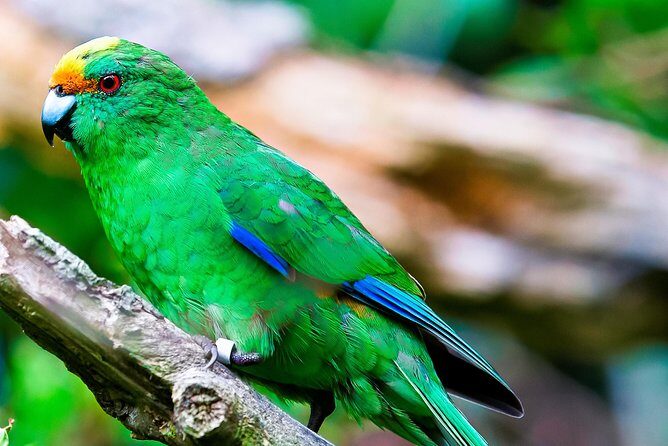 Motuara Wildlife Sanctuary Tour and Dolphin Cruise from Picton - Detailed Itinerary Breakdown