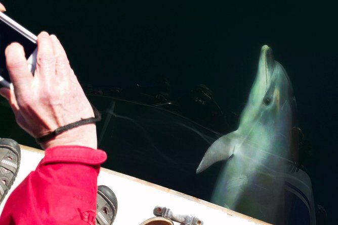 Motuara Wildlife Sanctuary Tour and Dolphin Cruise from Picton - Authentic Experiences and Impact