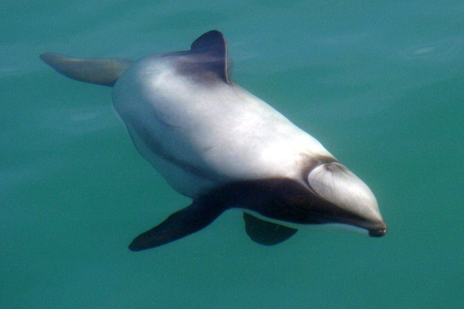 Motuara Wildlife Sanctuary Tour and Dolphin Cruise from Picton - Practical Tips for Travelers