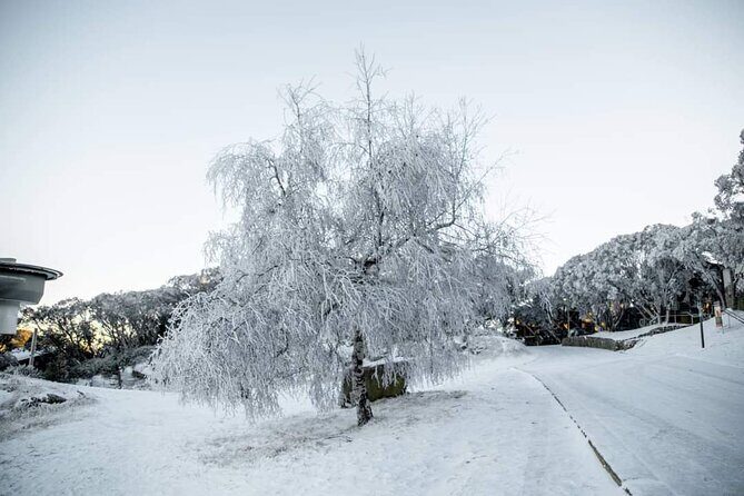 Mount Buller 1 Day Guided Tour - A Deep Dive into the Experience