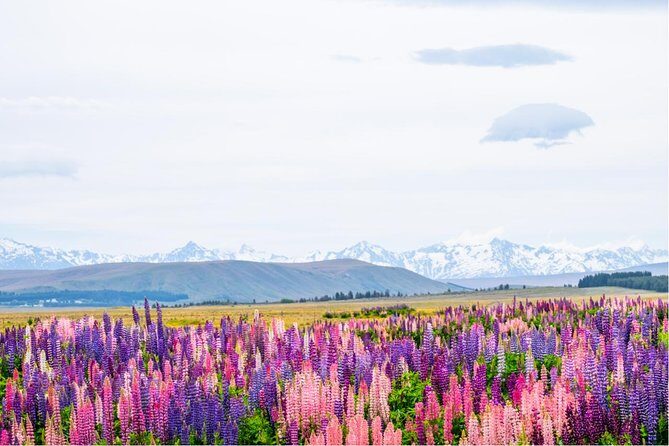 Mount Cook Day Tour from Queenstown - Price and Value: Is It Worth It?