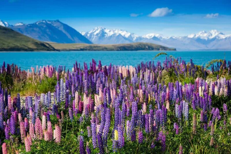 Mount Cook Day Tour: Mount Cook to Christchurch - Who Will Love This Tour?