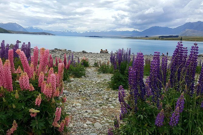 Mount Cook, Lake Tekapo and Tasman Glacier Tour from Christchurch - The Value for Travelers