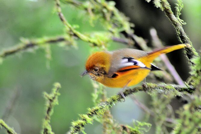 Mount Doi Inthanon Hiking & Bird Watching - The Full Experience Breakdown
