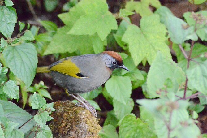 Mount Doi Inthanon Hiking & Bird Watching - FAQ