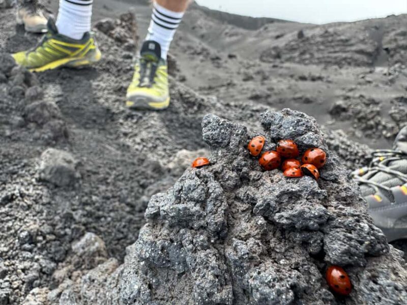 Mount Etna: Day trip to the high altitude craters at 3000 meters trekking - The Practicalities: Timing, Cost, and Accessibility