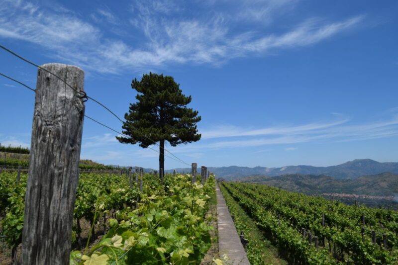 Mount Etna: Winery Tour and Tasting - Who Will Love This Tour?