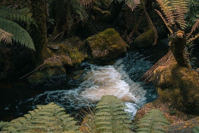 Mount Field And The Derwent Tasting Trail - Sampling Tasmania’s Best at Plenty Cider
