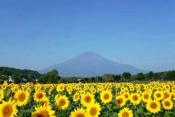 Mount Fuji Flower Viewing Limited Gotemba Outlet Tour - An In-Depth Look at the Tour Experience