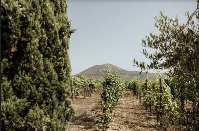 Mount Vesuvius: Vineyard Tour with Wine Tasting and Lunch - An In-Depth Look at the Experience