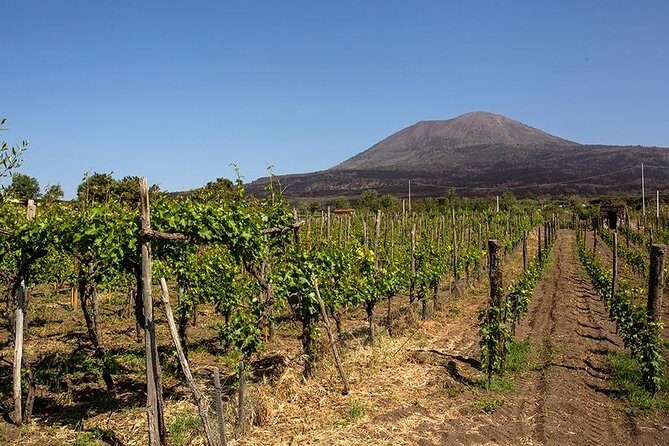 Mount Vesuvius & Wine Tasting with Lunch Private Tour from Amalfi Coast - Final Thoughts: Who Would Love This Tour?
