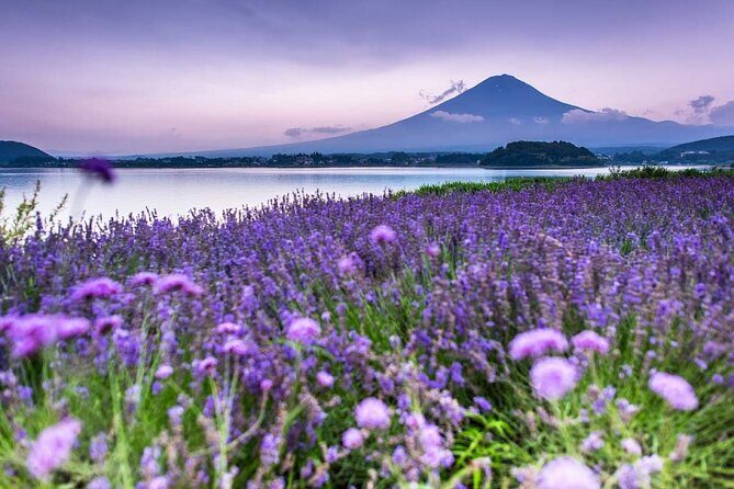 Mountain Fuji Tour In Japan With Professional English Tour Guide - Transportation and Practicalities
