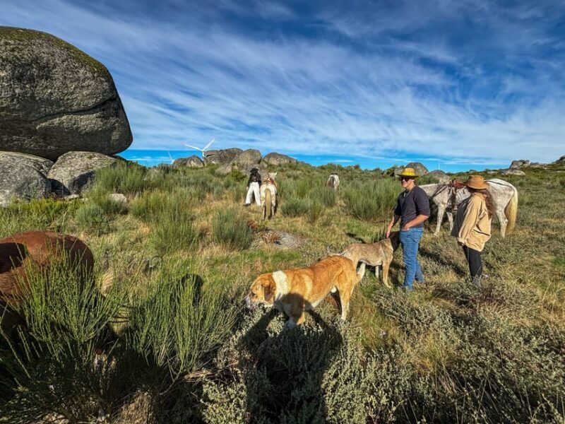 Mountain Horseback Ride, Lunch, Wine Tasting - Setting the Scene: The Douro Valley & What to Expect