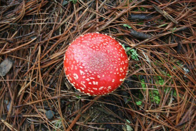 Mountaineering Malinche (4,460 meters) - Starting Point and Transportation