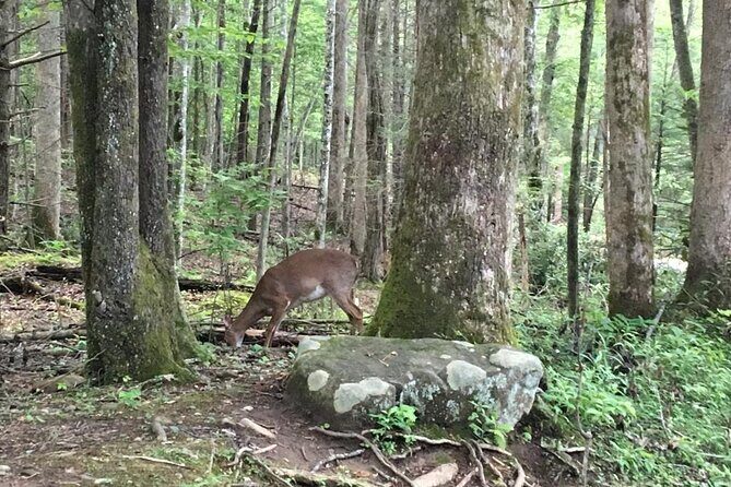 Mountaineer's Way Hike in the Smokies - An In-Depth Look at the Mountaineers Way Hike