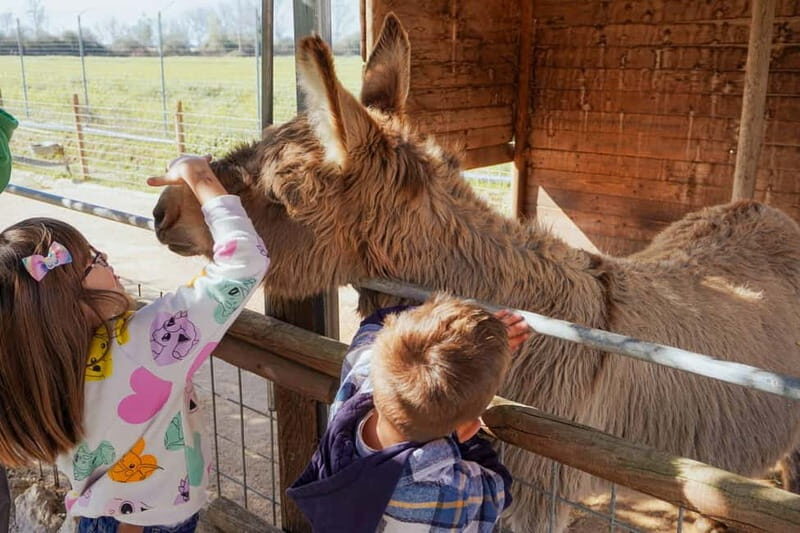 Mozzarella experience: discovering the art of cheese making - Key Points