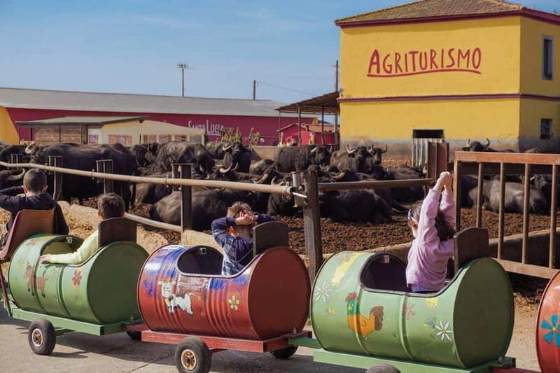 Mozzarella experience: discovering the art of cheese making - The Sum Up