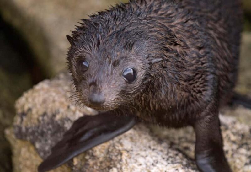 Mrahau: Abel Tasman Marine Reserve Kayak Tour - Key Points