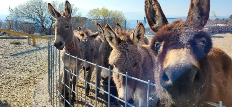 mrika (near Rijeka/Krk/Crikvenica) Donkey Farm Family Fun - The Sum Up