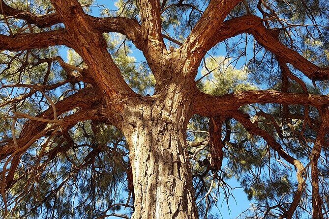 Mt Conner 4WD Small Group Tour from Ayers Rock Resort inc Dinner - Who Should Consider This Tour?
