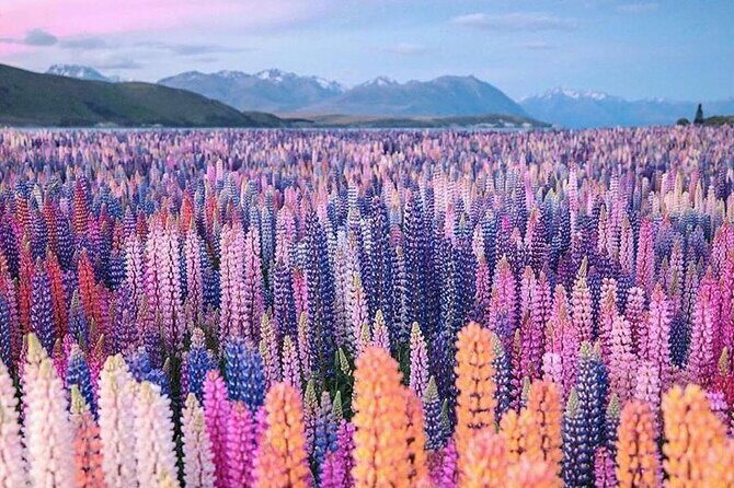 Mt. Cook Full Day Private Tour via Tekapo from Christchurch - The Experience in Practice: Authentic Insights from Travelers