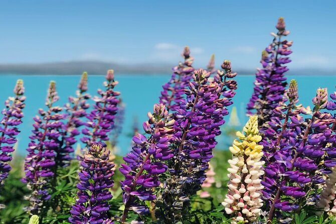 Mt Cook to Christchurch One-Way Small Group Tour via Lake Tekapo - What to Expect on the Tour