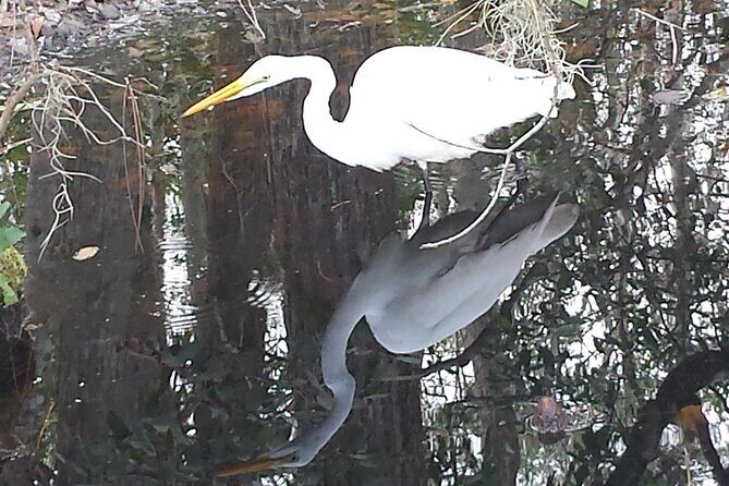 Mt. Dora Canal Boat Tours with Lunch - Key Points