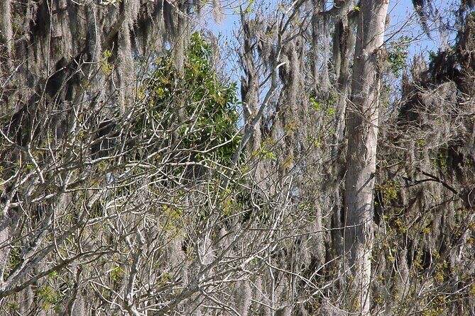 Mt. Dora Canal Boat Tours with Lunch - The Experience Value