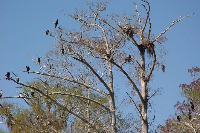Mt. Dora Canal Boat Tours with Lunch - FAQ
