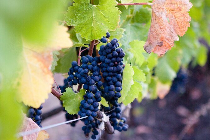 Mt Etna and Wine tasting tour from Catania - Transport and Logistics