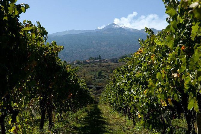 Mt Etna and Wine tasting tour from Catania - The Sum Up: Is It Worth It?