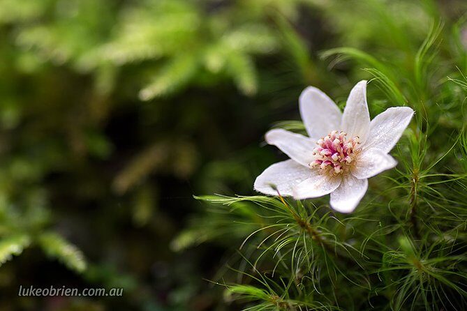 Mt Field and Styx Valley Photography Tour - An In-Depth Look at the Tour