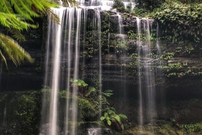 Mt Field National Park and Russell Falls with Bonorong Wildlife - The Good and the Not-So-Good