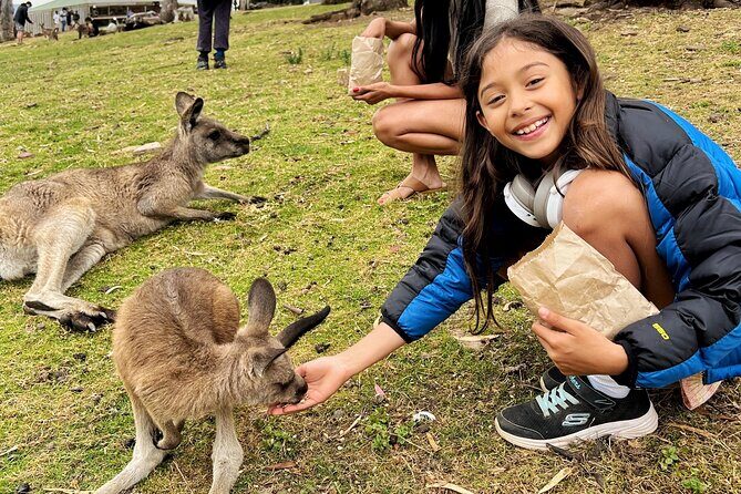 Mt Field National Park and Russell Falls with Bonorong Wildlife - Is This Tour Worth It?
