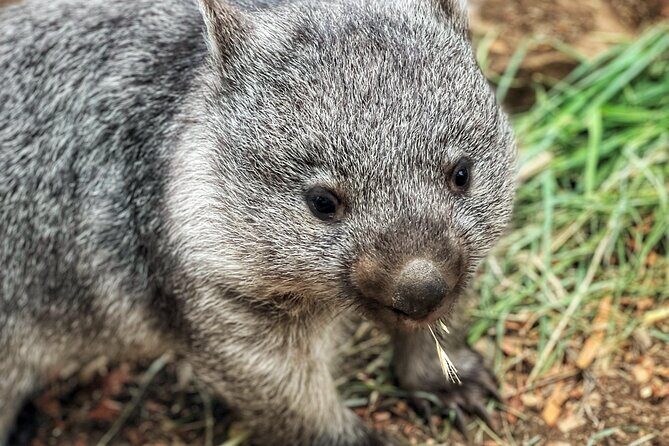 Mt Field National Park and Russell Falls with Bonorong Wildlife - The Sum Up