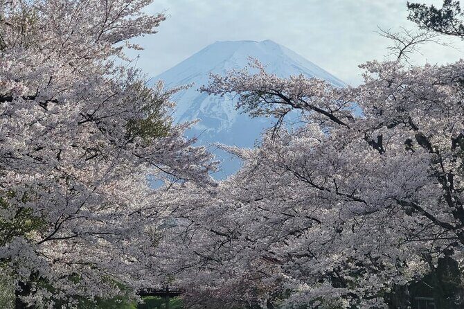 Mt. FUji and Cherry Blossom Day Trip with English Speaking Driver - A Scenic Journey from Tokyo to Mount Fuji