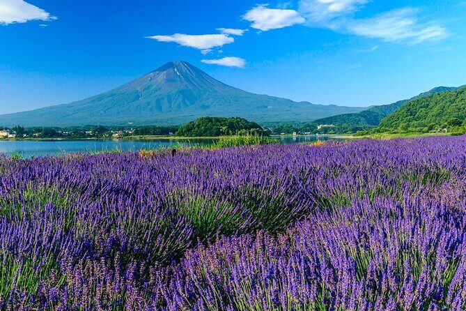 Mt. Fuji Area Tour Tokyo DEP: English Speaking Driver, No Guide - FAQ