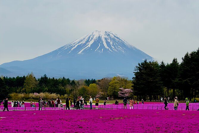 Mt. Fuji, Cherry Blossom & Shiba Sakura Pvt. Day Tour - Key Points