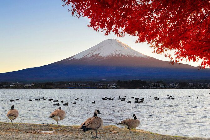 Mt Fuji Exclusive Tour with Private Car English Guide - Why This Tour Is a Great Choice