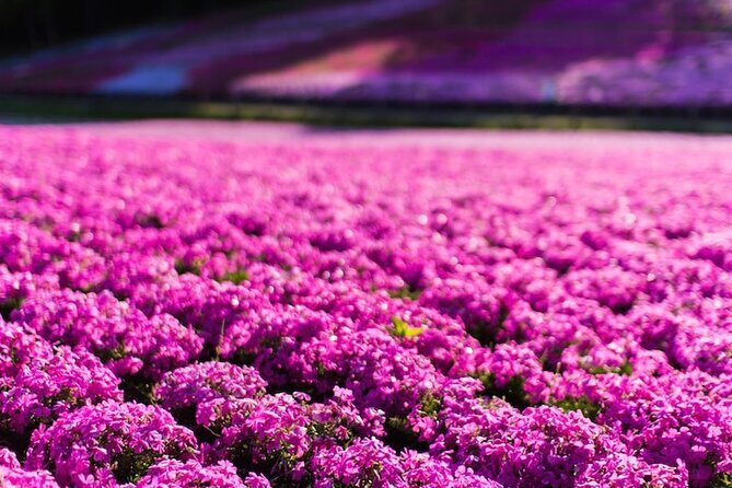 Mt. Fuji Private Tour by Car with Pick-up from Tokyo - The Value of the Experience