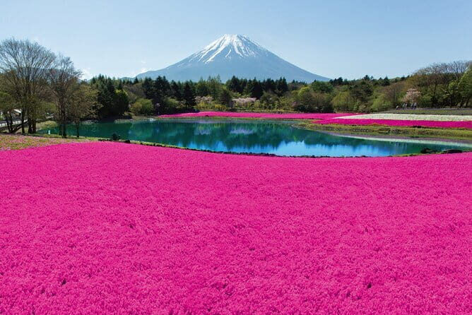 Mt. Fuji Shiba Sakura Festival and Hoto Noodle Making - Exploring the Mt. Fuji Shiba Sakura Festival and Hoto Noodle Making Tour