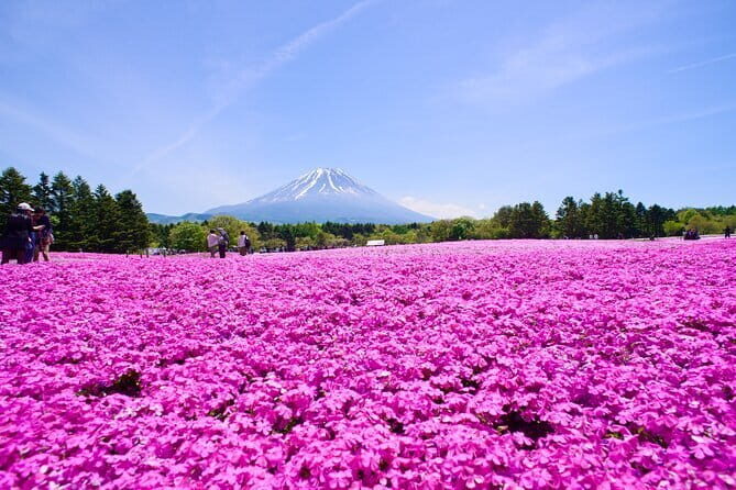 Mt. Fuji Shiba Sakura Festival and Hoto Noodle Making - Key Points